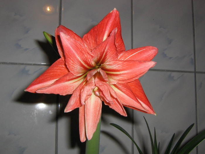 2703077650075666569UTbkfO_fs - Hippeastrum