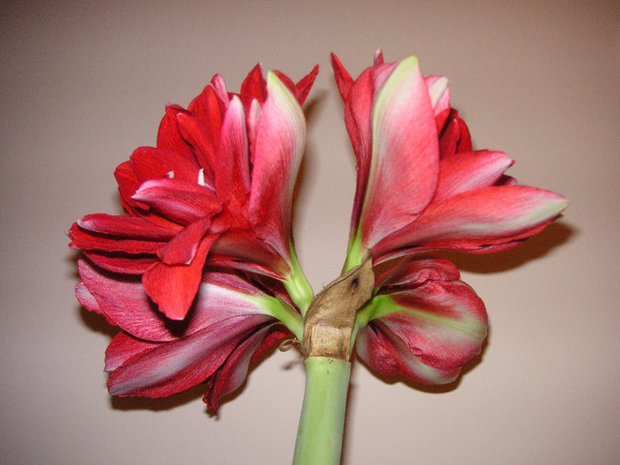 2706582730075666569SHCrlf_fs - Hippeastrum