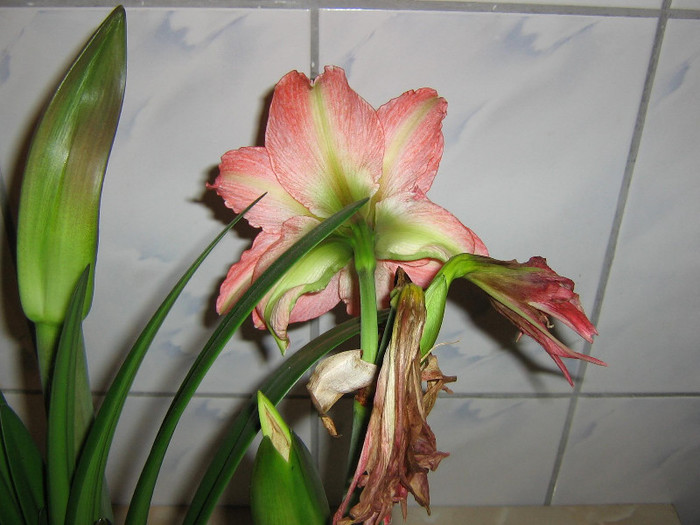 2710237710075666569cNXAHi_fs - Hippeastrum