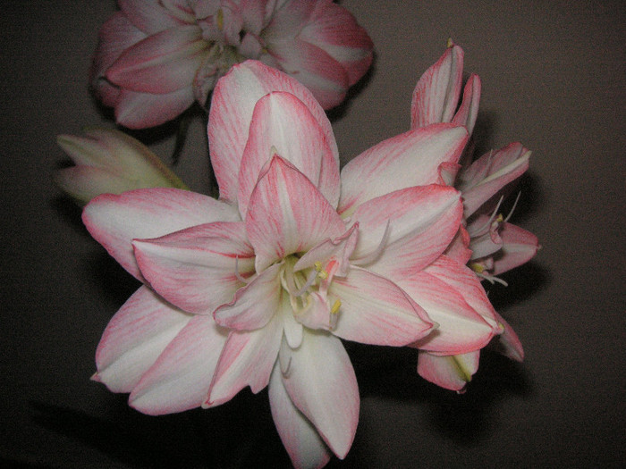 2710894520075666569mPcbeM_fs - Hippeastrum