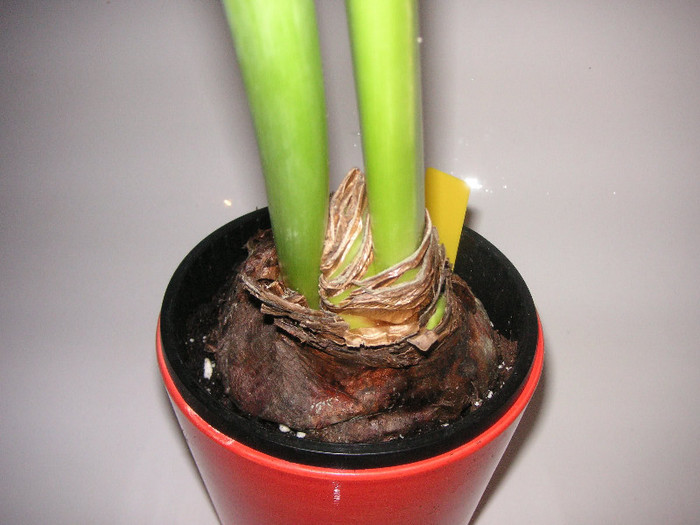 2715271800075666569aNDPfh_fs - Hippeastrum