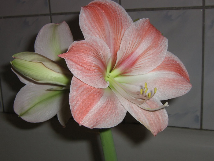 2716528390075666569ViGvYv_fs - Hippeastrum