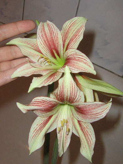 2724529890075666569Hnvthj_fs - Hippeastrum