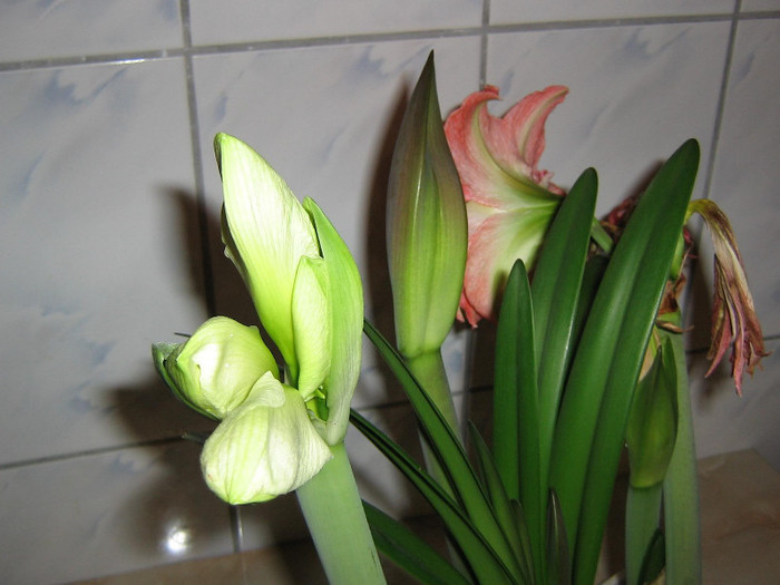 2726051960075666569alSHWM_fs - Hippeastrum