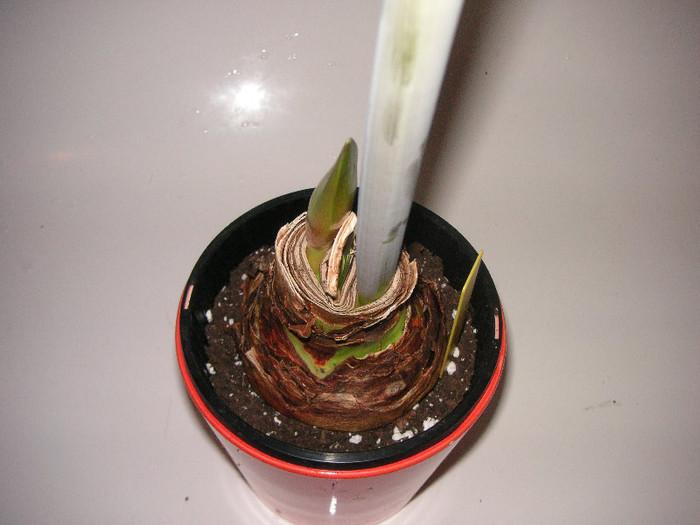 2740394490075666569kmGyAJ_fs - Hippeastrum