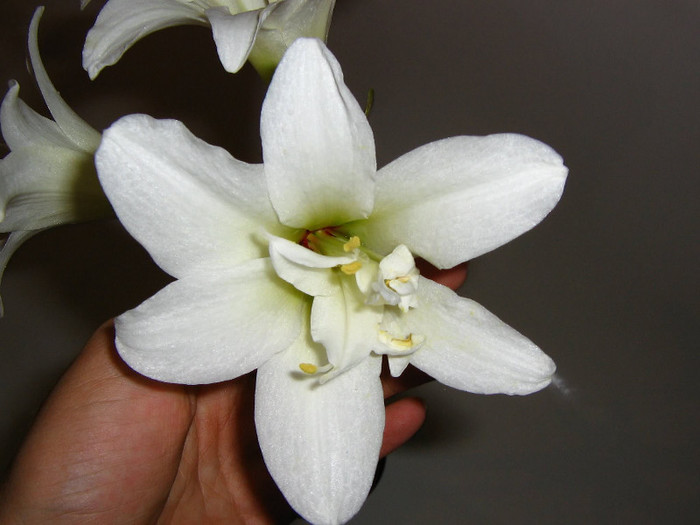 2742477600075666569vjKVtZ_fs - Hippeastrum