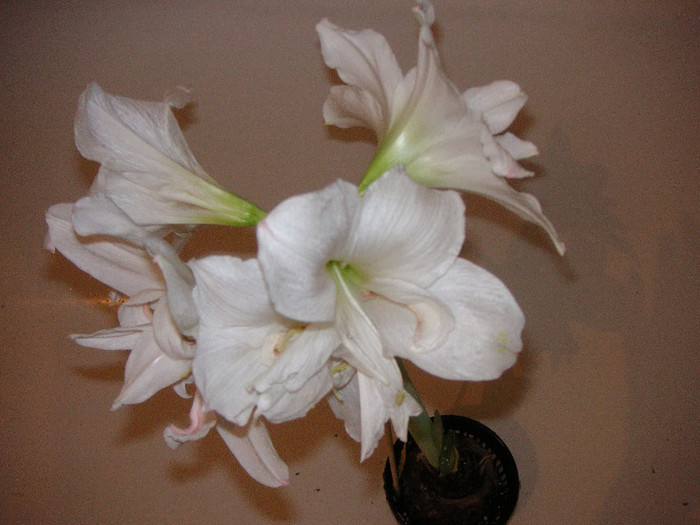 2742740460075666569sTMVPJ_fs - Hippeastrum