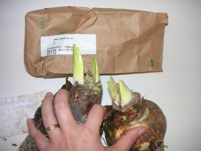 2744463160075666569AMRnNX_fs - Hippeastrum