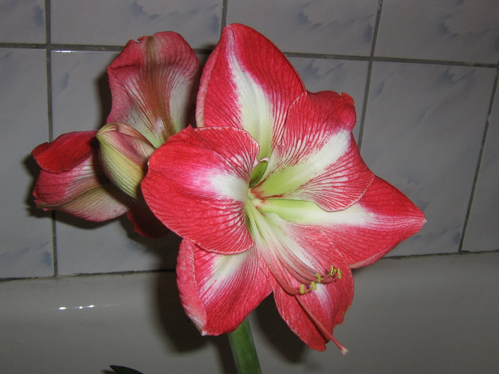 2755590740075666569GOXVPj_fs - Hippeastrum