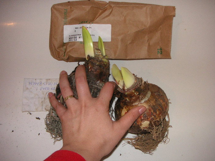 2762182830075666569UsgTAC_fs - Hippeastrum