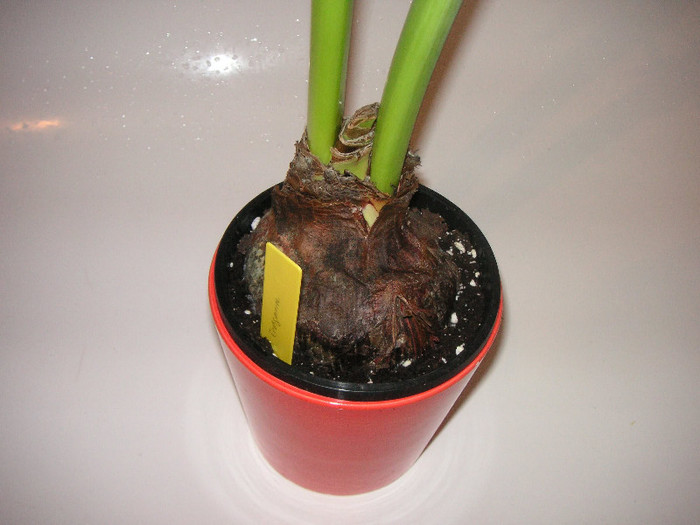 2764381230075666569vAHfTg_fs - Hippeastrum