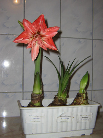 2769137460075666569cVqPJp_fs - Hippeastrum