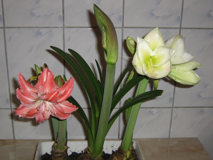 2771657250075666569YDpSKr_fs - Hippeastrum