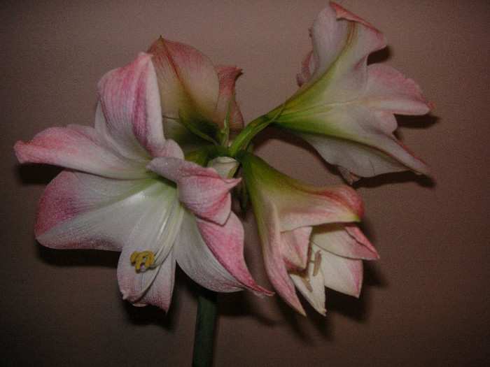 2771837890075666569sEqjzW_fs - Hippeastrum