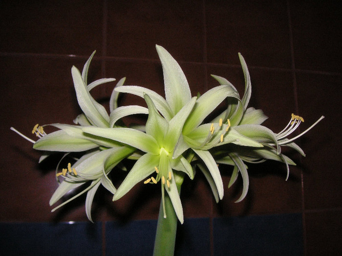 2774081120075666569xLqROy_fs - Hippeastrum
