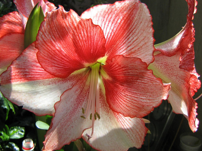 2774820580075666569HjLoyU_fs - Hippeastrum