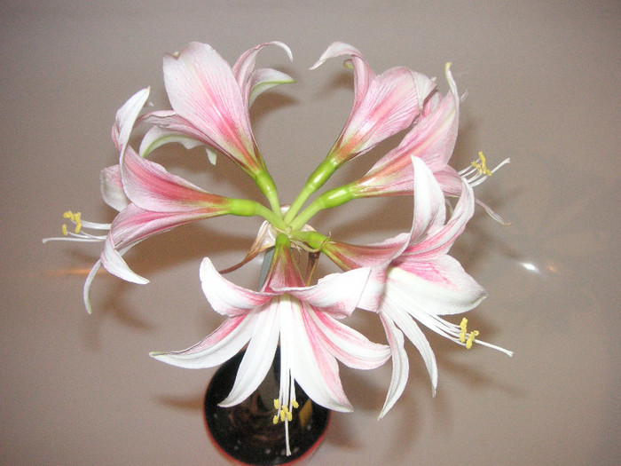 2778999550075666569loxbJZ_fs - Hippeastrum