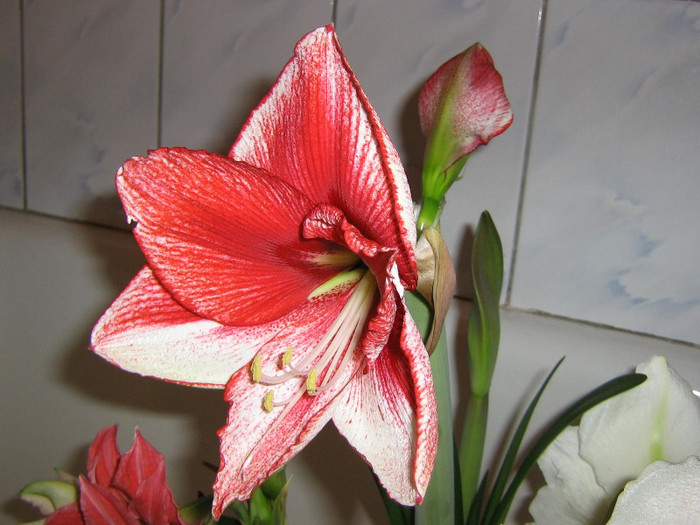 2780200550075666569lQqqvm_fs - Hippeastrum