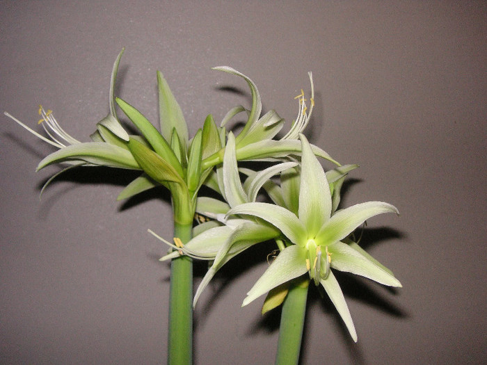 2787621870075666569sGfgDC_fs - Hippeastrum