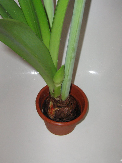 2790319790075666569ACZBDl_fs - Hippeastrum