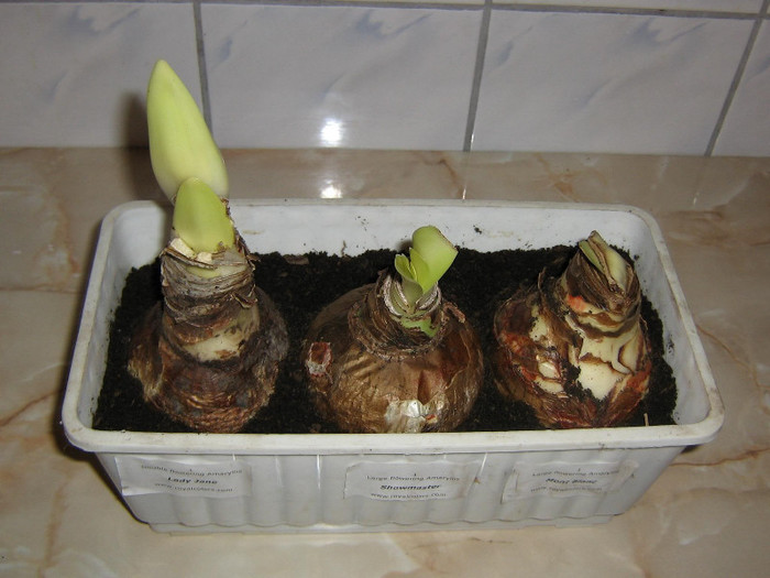 2791229440075666569Xisvjk_fs - Hippeastrum