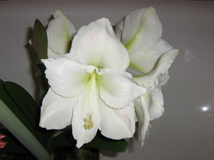 2798760700075666569sVOcRB_fs - Hippeastrum