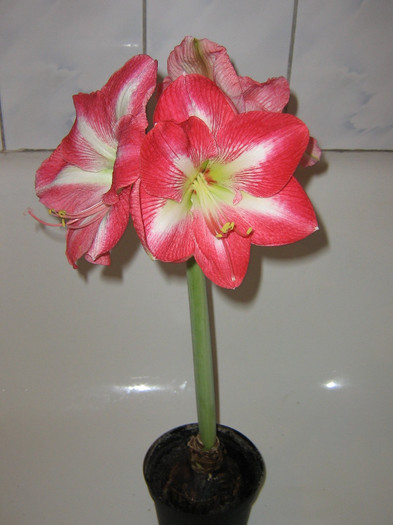 2799721550075666569UMUTUZ_fs - Hippeastrum