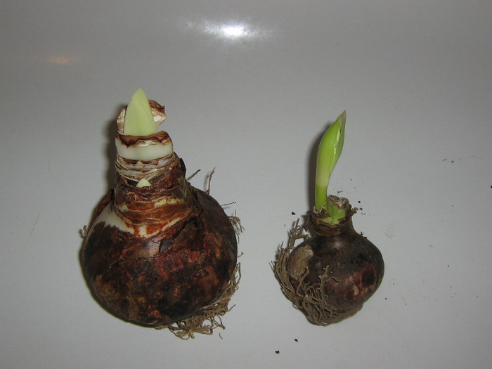 2807631860075666569fLrrdR_fs - Hippeastrum