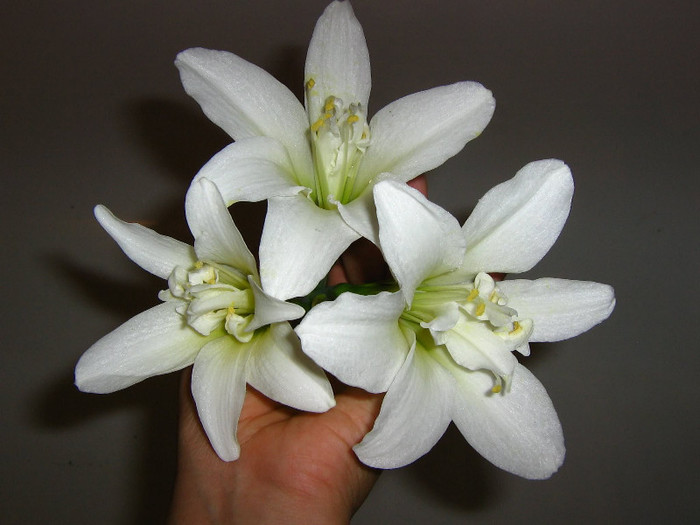 2814119190075666569REdPtM_fs - Hippeastrum