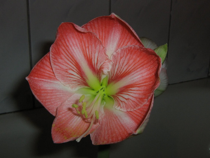 2816266840075666569LYNAql_fs - Hippeastrum
