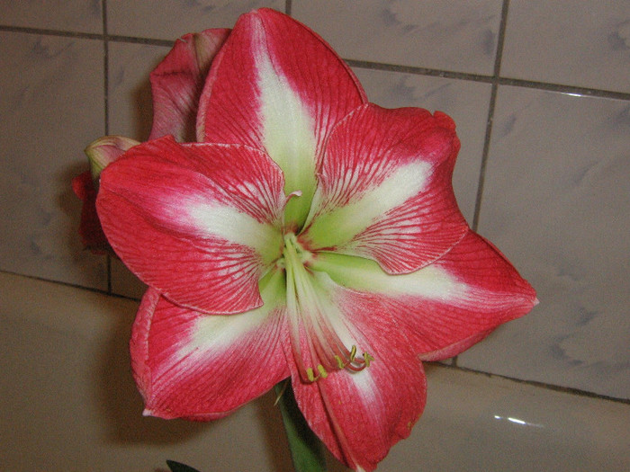 2817788840075666569GOblPr_fs - Hippeastrum