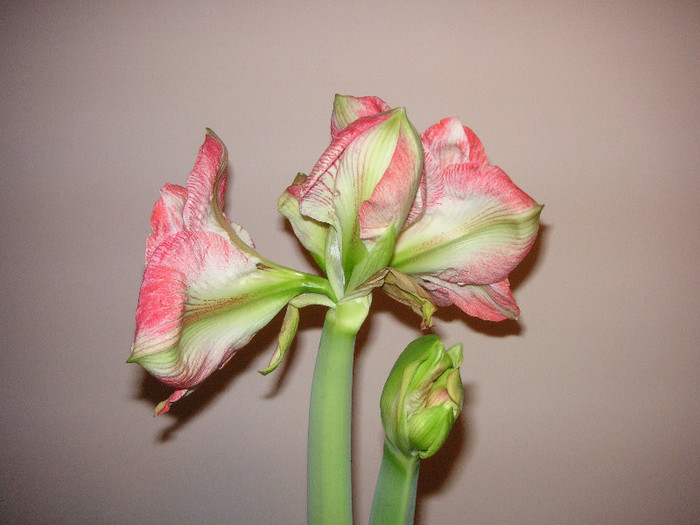 2819519270075666569TpnuuT_fs - Hippeastrum