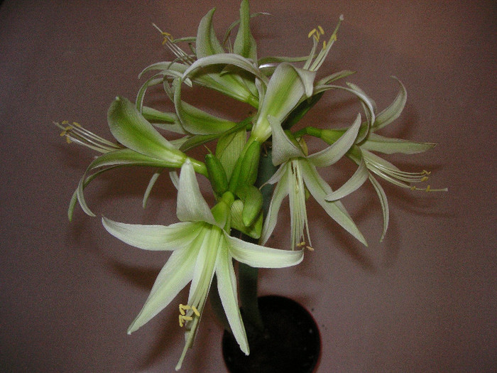 2824702560075666569eEBBAa_fs - Hippeastrum