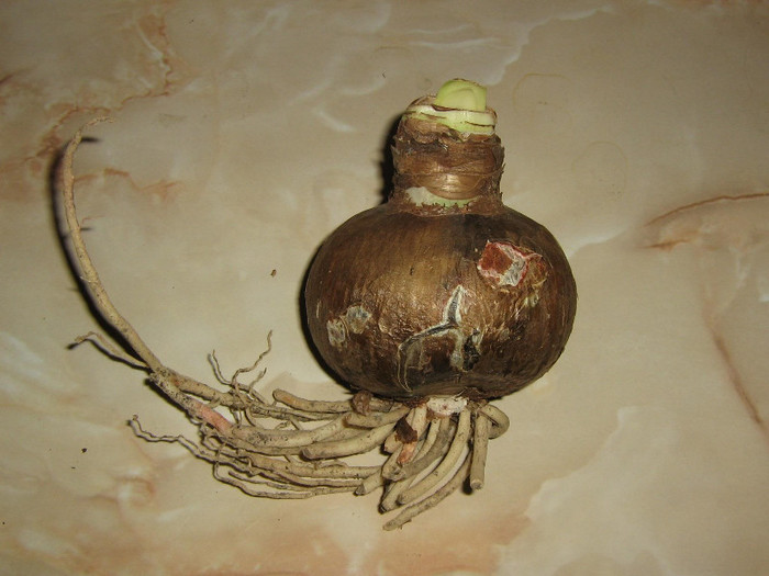 2834281080075666569xcMABo_fs - Hippeastrum