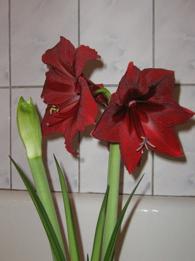2842104900075666569QdEMjn_fs - Hippeastrum