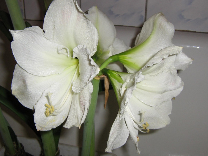 2844409610075666569lwZdOj_fs - Hippeastrum