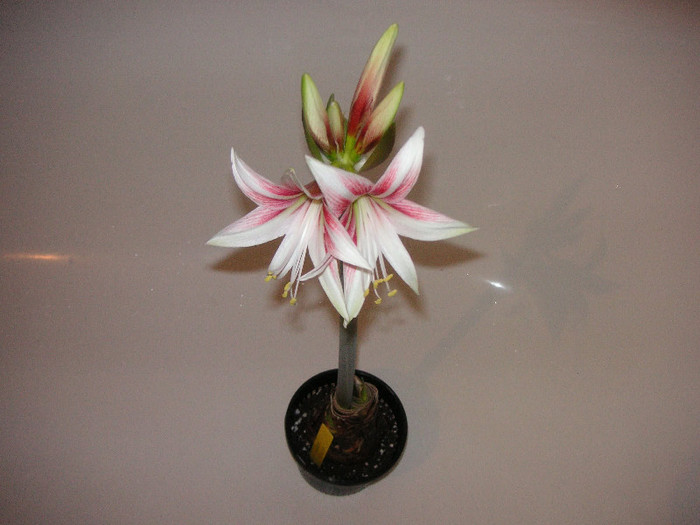 2844591480075666569asSNrm_fs - Hippeastrum