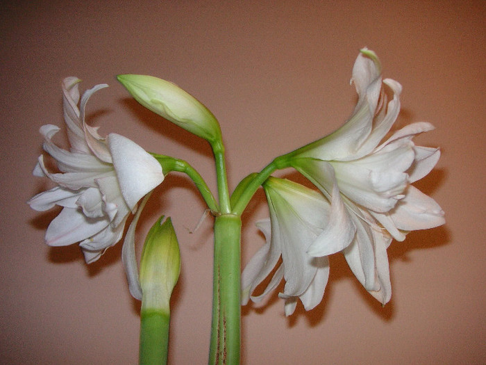 2844768080075666569hAgvbD_fs - Hippeastrum