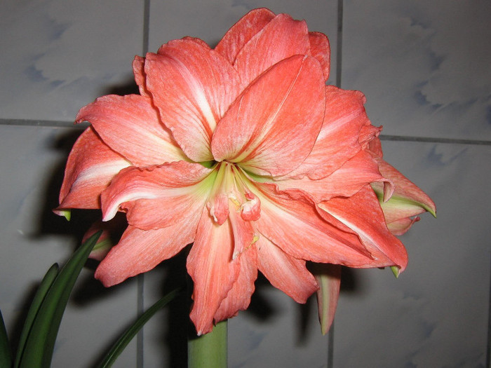 2849652120075666569jRdVKR_fs - Hippeastrum