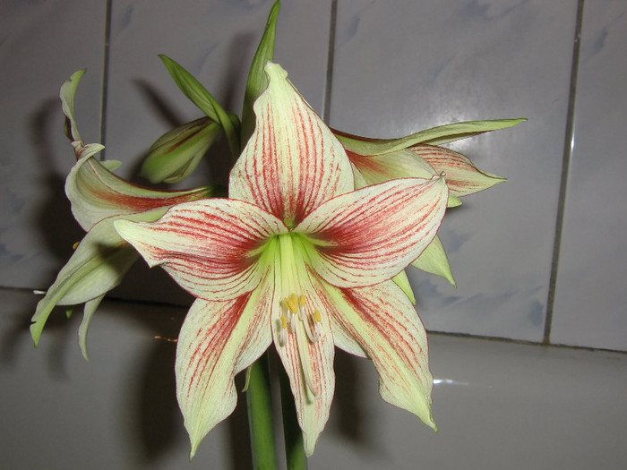 2858030180075666569ubqNYS_fs - Hippeastrum