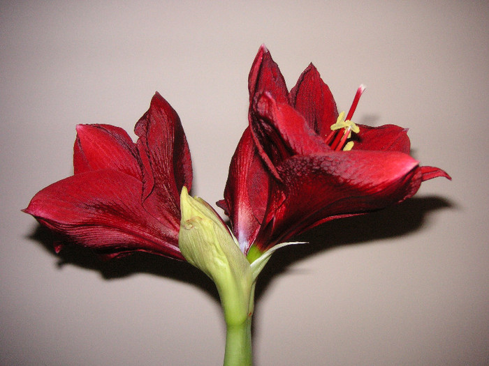2859023220075666569FzRgVK_fs - Hippeastrum