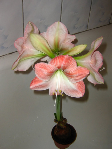 2865396400075666569ewoNVL_fs - Hippeastrum