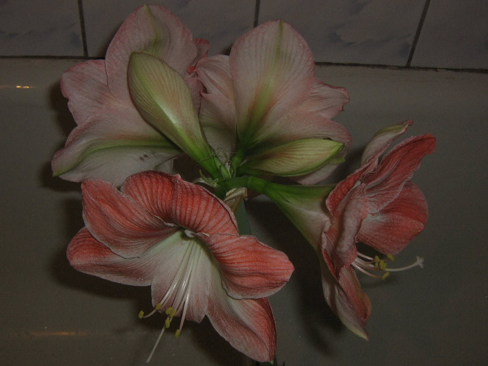 2874967990075666569MYQxSH_fs - Hippeastrum