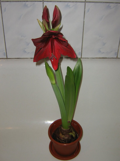 2877822400075666569TcOAdA_fs - Hippeastrum