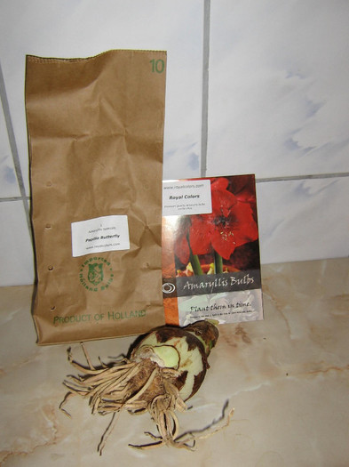 2883092560075666569EPzCvP_fs - Hippeastrum