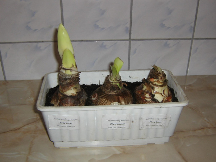 2887916430075666569rHnMTf_fs - Hippeastrum