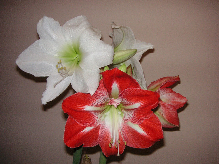 2887965000075666569xjmply_fs - Hippeastrum