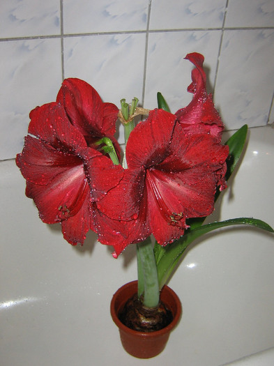 2897737800075666569jYkieg_fs - Hippeastrum