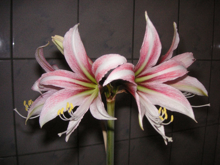 2898736070075666569aLPYSD_fs - Hippeastrum