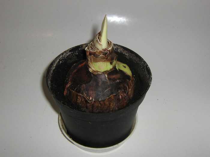 2899503020075666569BLHRhE_fs - Hippeastrum